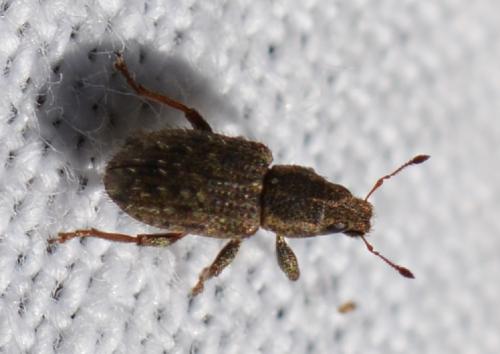 Réf. 310 615 : Sitona hispidulus